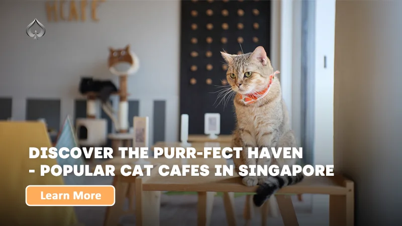 Discover the Top 10 Cat Cafes in Singapore.