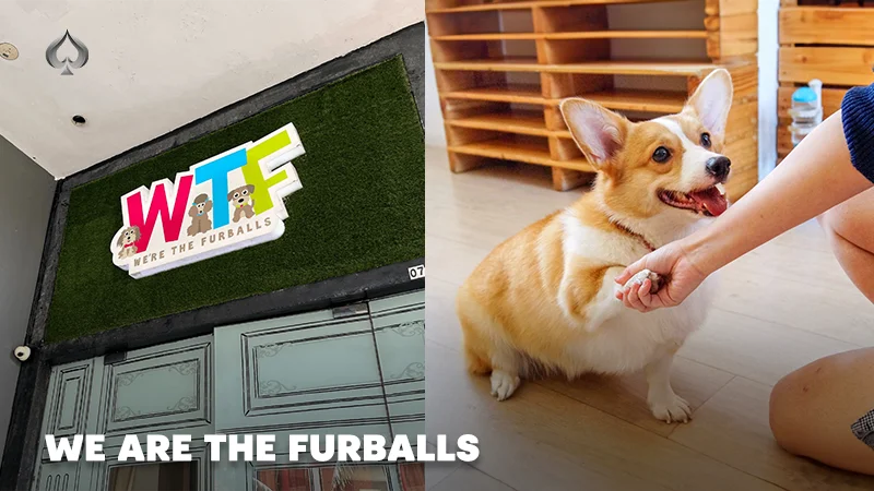 Dog Cafe Singapore: We are the Furballs.